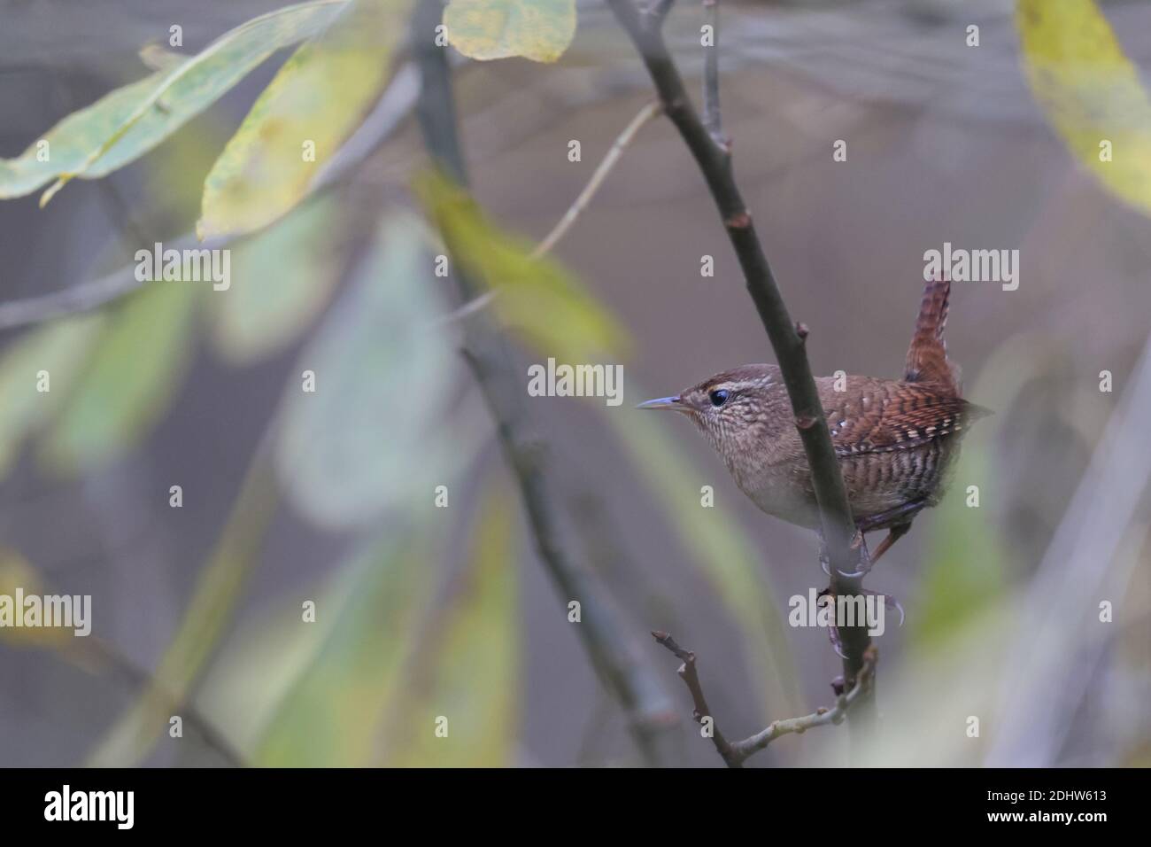 Wren (Troglodytes troglodytes) im Herbst Stockfoto