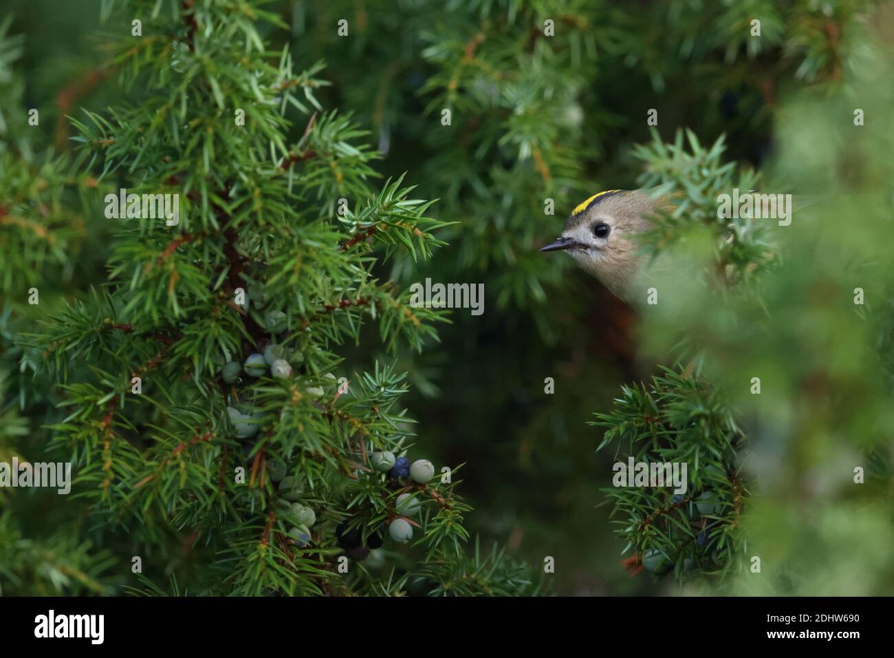 Goldwappen (Regulus regulus) auf Wacholderbaum, Europa Stockfoto