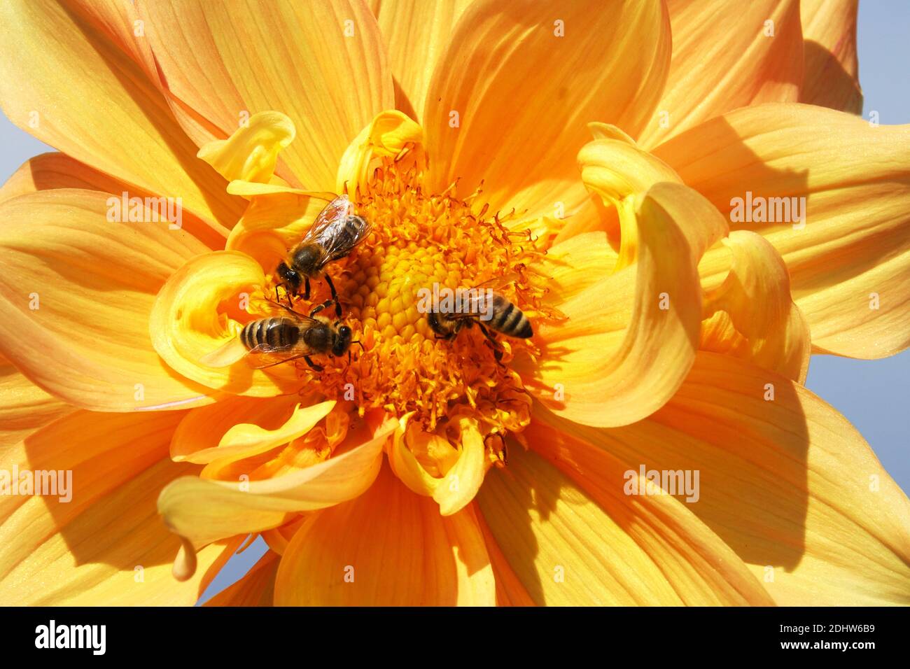 Dahlia-Blume „Harry Megos“ Dahlias Single Dahlia und Bienen in Pastellblumen auf blühenden Blumen, bienenfreundlichen Pflanzen Stockfoto