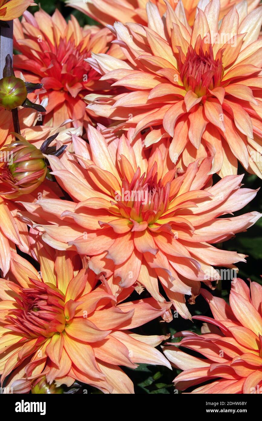 Dahlien Blumen Dahlien 'Autumn Fairy' Dahlien Blume Stockfoto