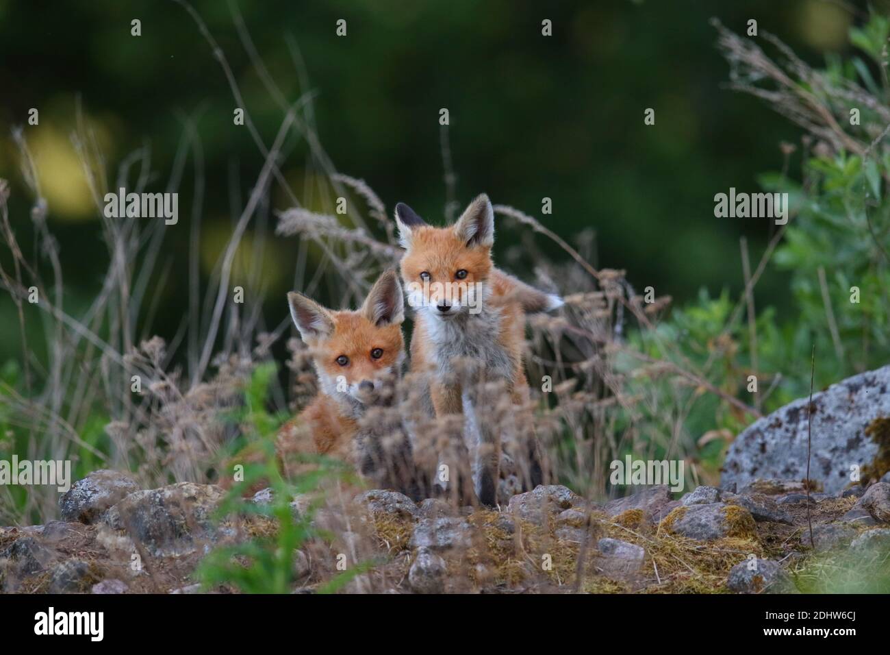 Red Fox Kits (Vulpes vulpes), Europa. Stockfoto