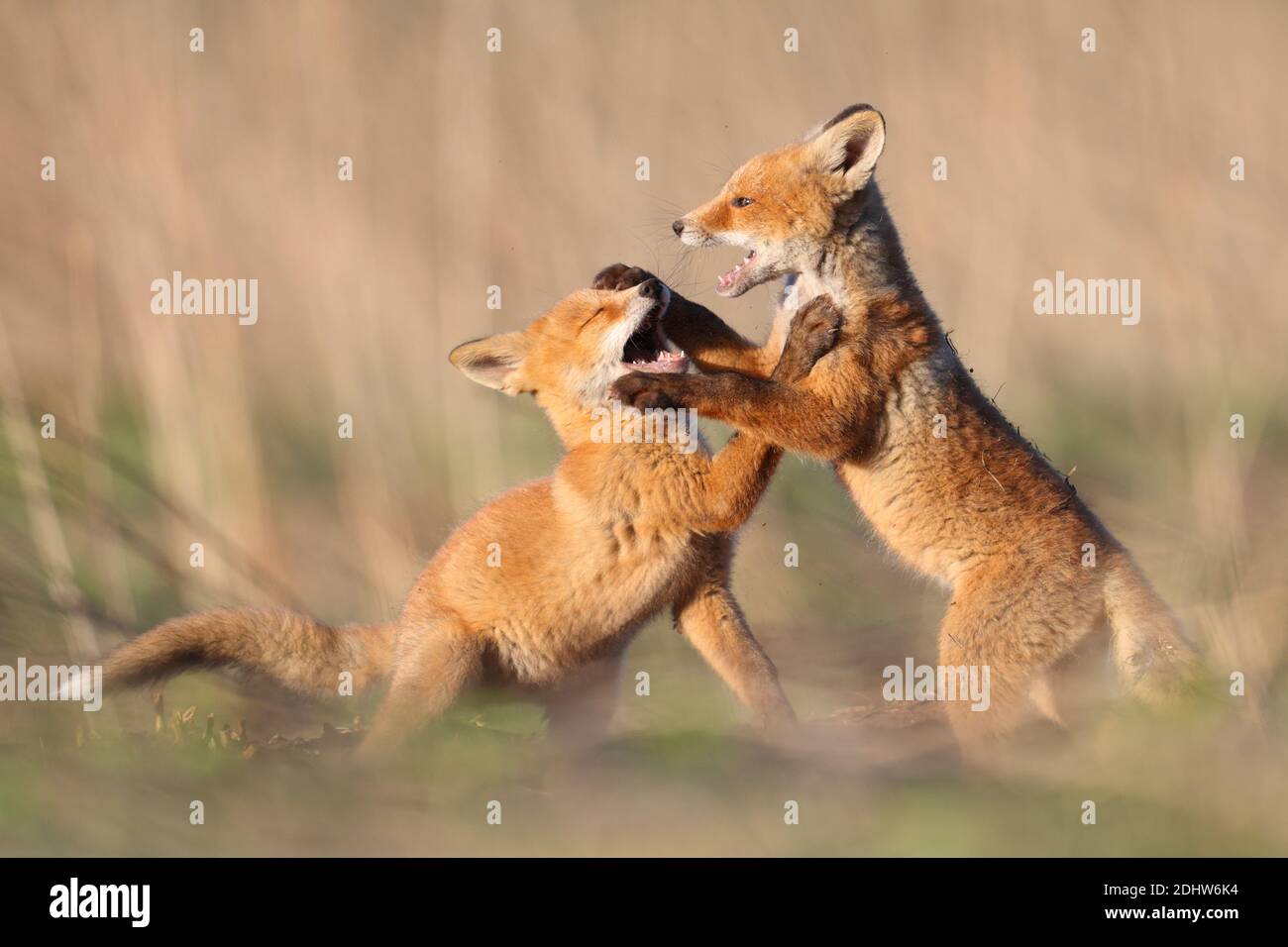 Rotfuchsjungen (Vulpes vulpes) kämpfen um ihren Platz. Estland, Europa Stockfoto