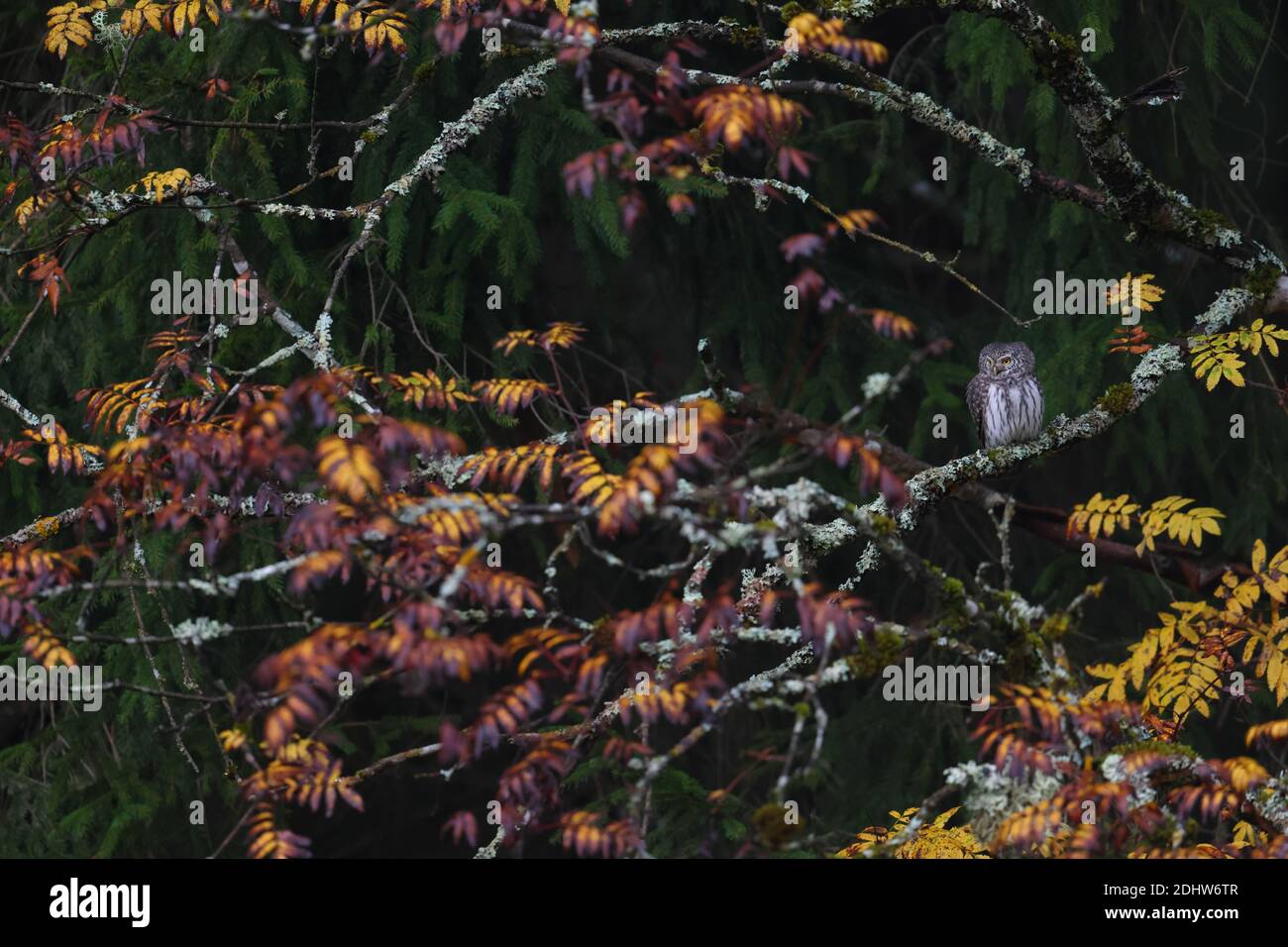 Zwergeule (Glaucidium passerinum) im Herbst, Estland. Stockfoto