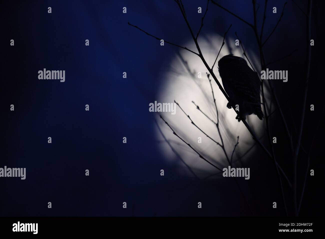 Jagd auf Pygmieneule (Glaucidium passerinum) im Dunkeln mit Mond. Europa, Estland. Stockfoto
