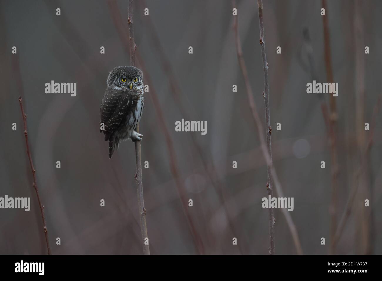 Eurasische Sperlingskauz (Glaucidium Passerinum) Stockfoto