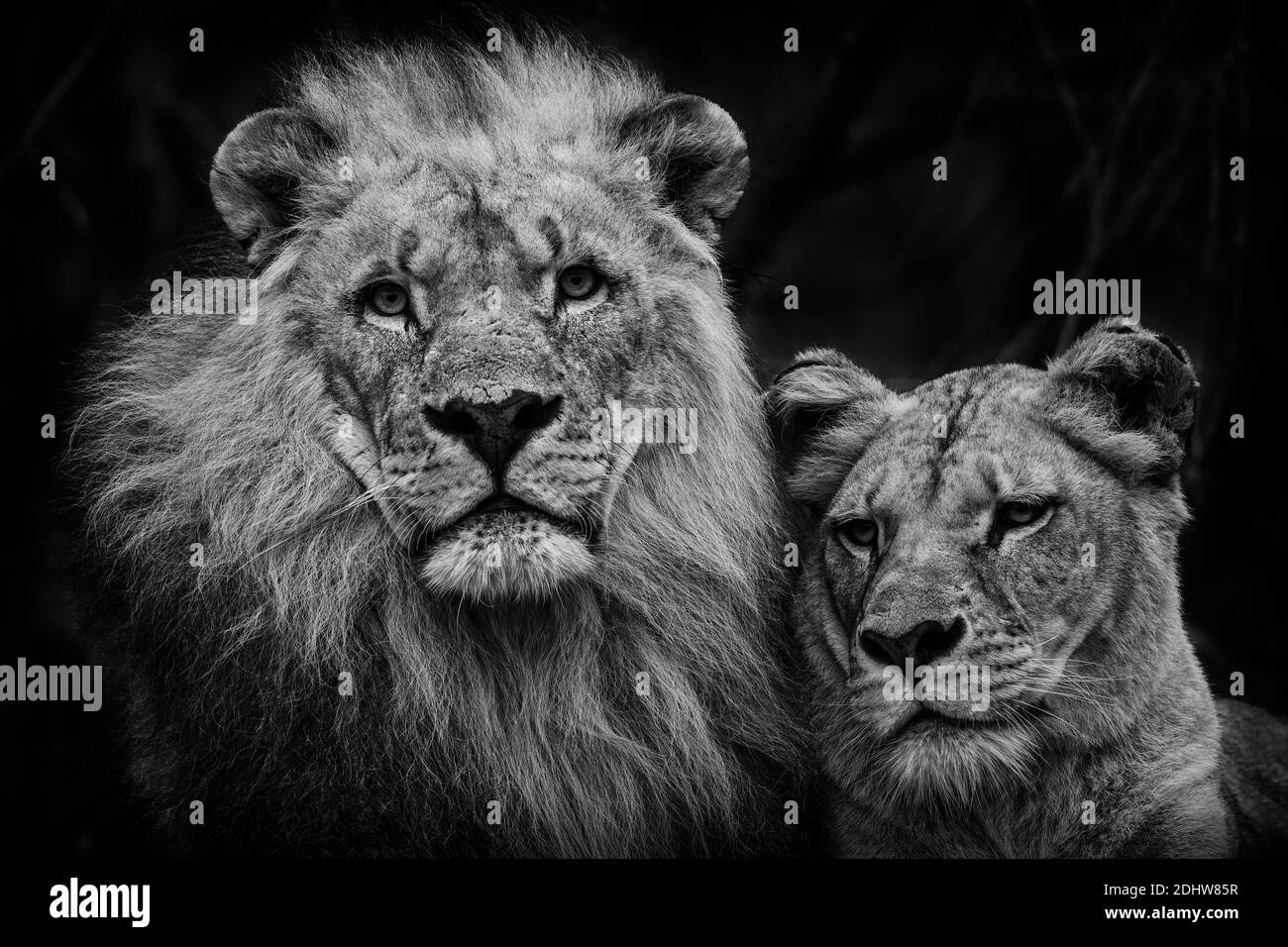 Katanga Lion - Panthera leo bleyenberghi, ikonisches Tier aus afrikanischen Savannen, Kalahari, Botswana. Stockfoto