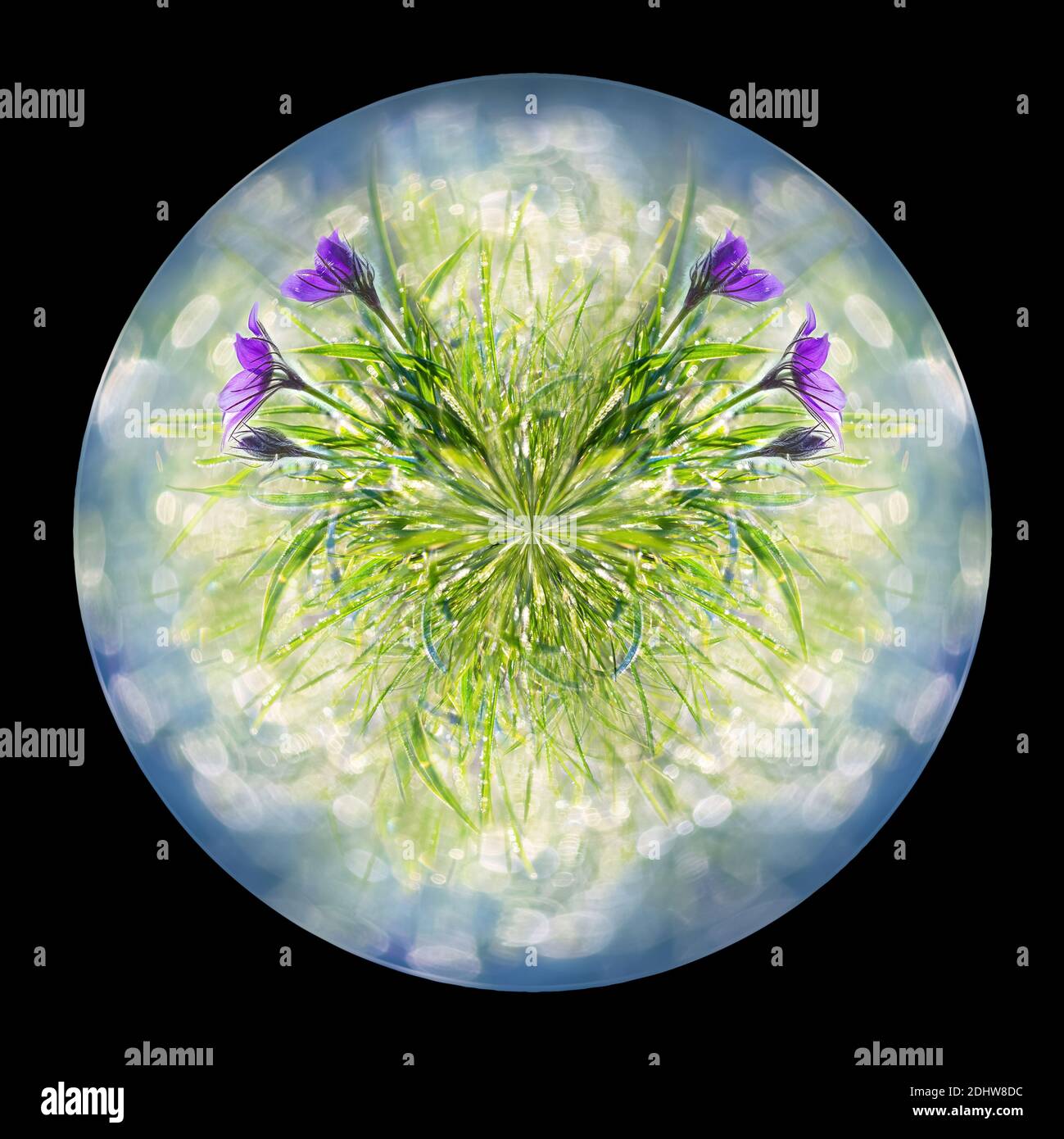 Unfokussierter Hintergrund mit Frühlingsblumen auf einer grünen Lichtung in Form eines Planeten. Isoliert auf Schwarz Stockfoto