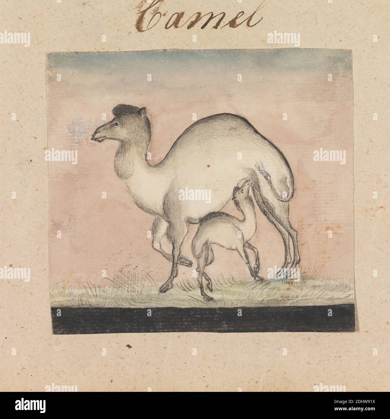 Mutter Camel und ihr Kalb, zugeschrieben Gangaram Chintaman Tambat, aktiv 1790er Jahre, Anglo-Indian, undatiert, Feder und schwarze Tinte, Grauwäsche und Graphit auf Medium, leicht strukturiert, cremefarbenes Papier auf Medium montiert, leicht strukturiert, cremefarbenes Papier, Blatt: 5 1/4 × 5 5/8 Zoll (13.3 × 14.3 cm), Tierkunst Stockfoto Mutter Camel und ihr Kalb, zugeschrieben Gangaram Chintaman Tambat, aktiv 1790er Jahre, Anglo-Indian, undatiert, Feder und schwarze Tinte, Grauwäsche und Graphit auf Medium, leicht strukturiert, cremefarbenes Papier auf Medium montiert, leicht strukturiert, cremefarbenes Papier, Blatt: 5 1/4 × 5 5/8 Zoll (13.3 × 14.3 cm), Tierkunst Stockfoto