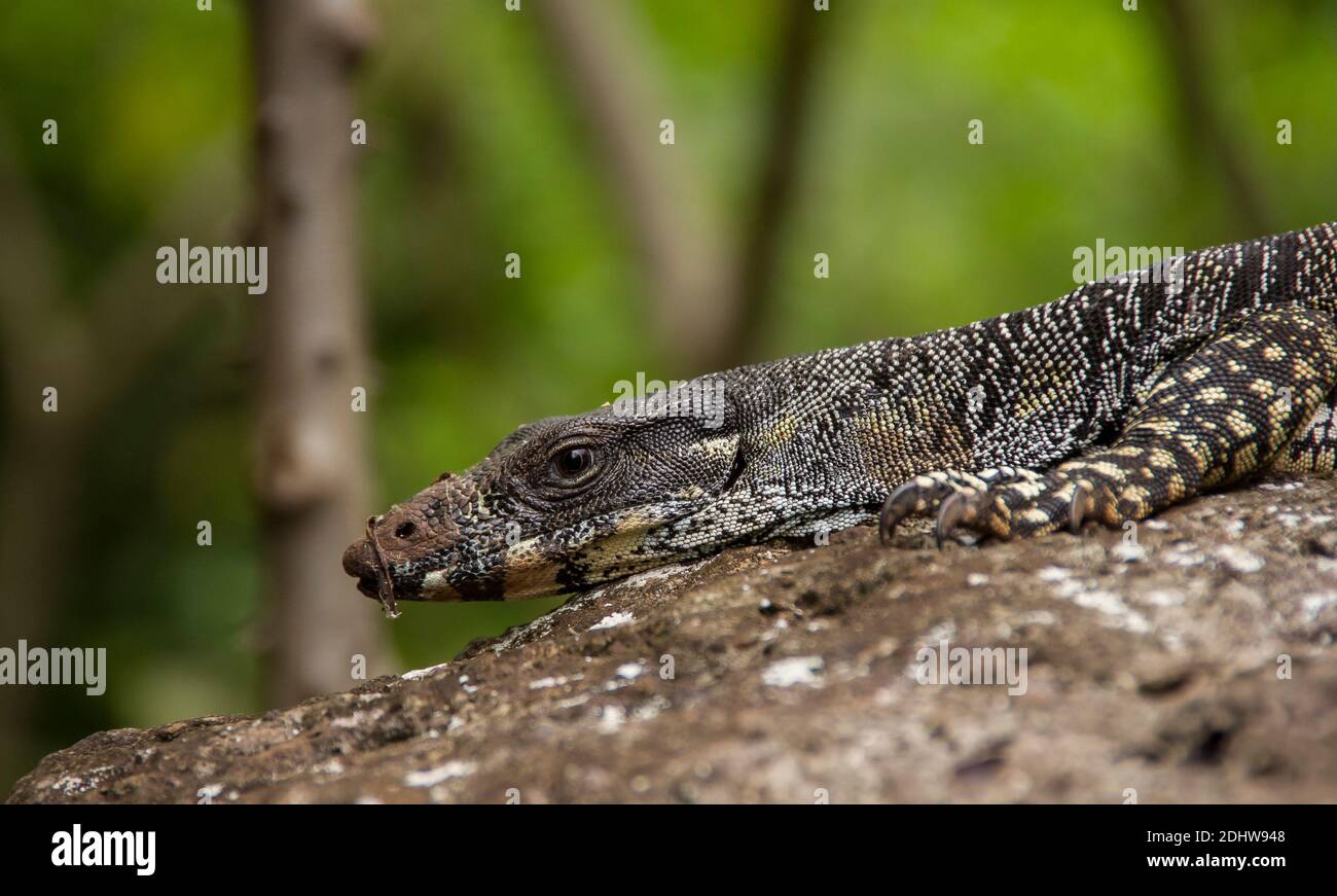 Goanna, Lace Monitor Eidechse, Tree Monitor, Varanus varius. Ein großes, schweres Reptil im subtropischen Regenwald, Queensland, Australien. Sommer, Speicherplatz kopieren. Stockfoto