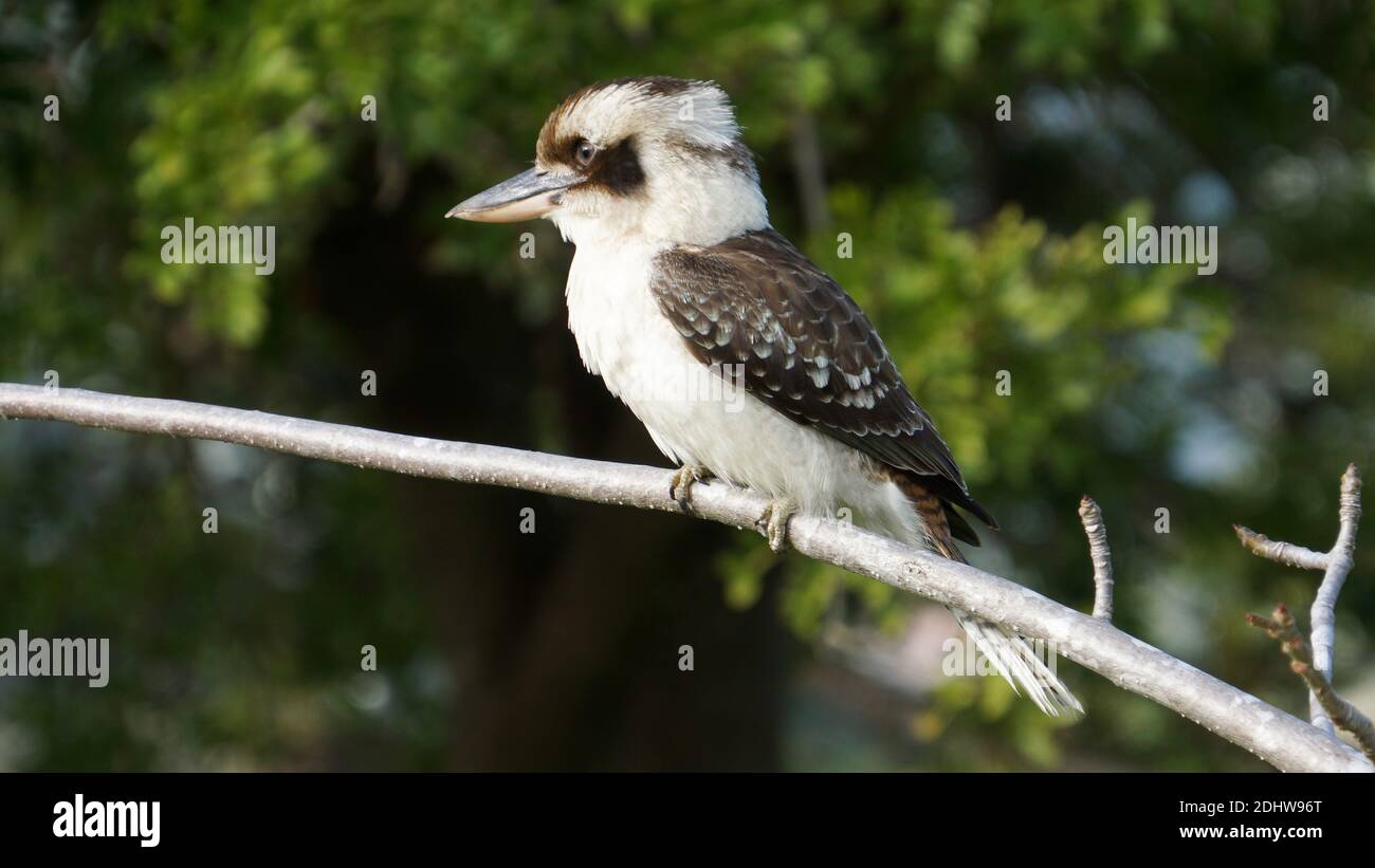 Kookaburra Vogel auf dem Ast eines Baumes. Stockfoto