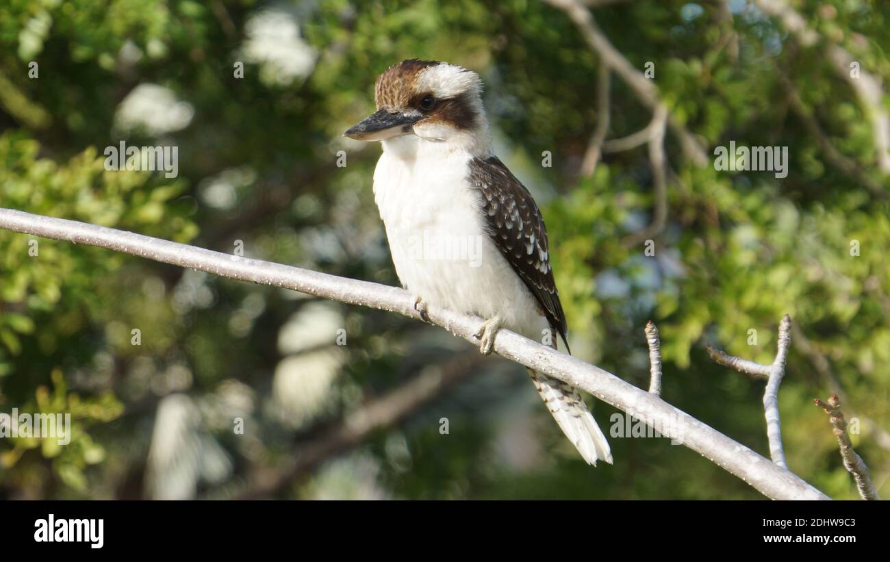 Kookaburra Vogel auf dem Ast eines Baumes. Stockfoto