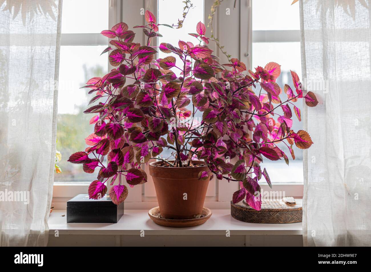 Eine große Coleus Pflanze drinnen in einer Fensterbank. Es hat violette Blätter und ist von weißen Vorhängen eingerahmt. Plectranthus scutellarioides. Stockfoto