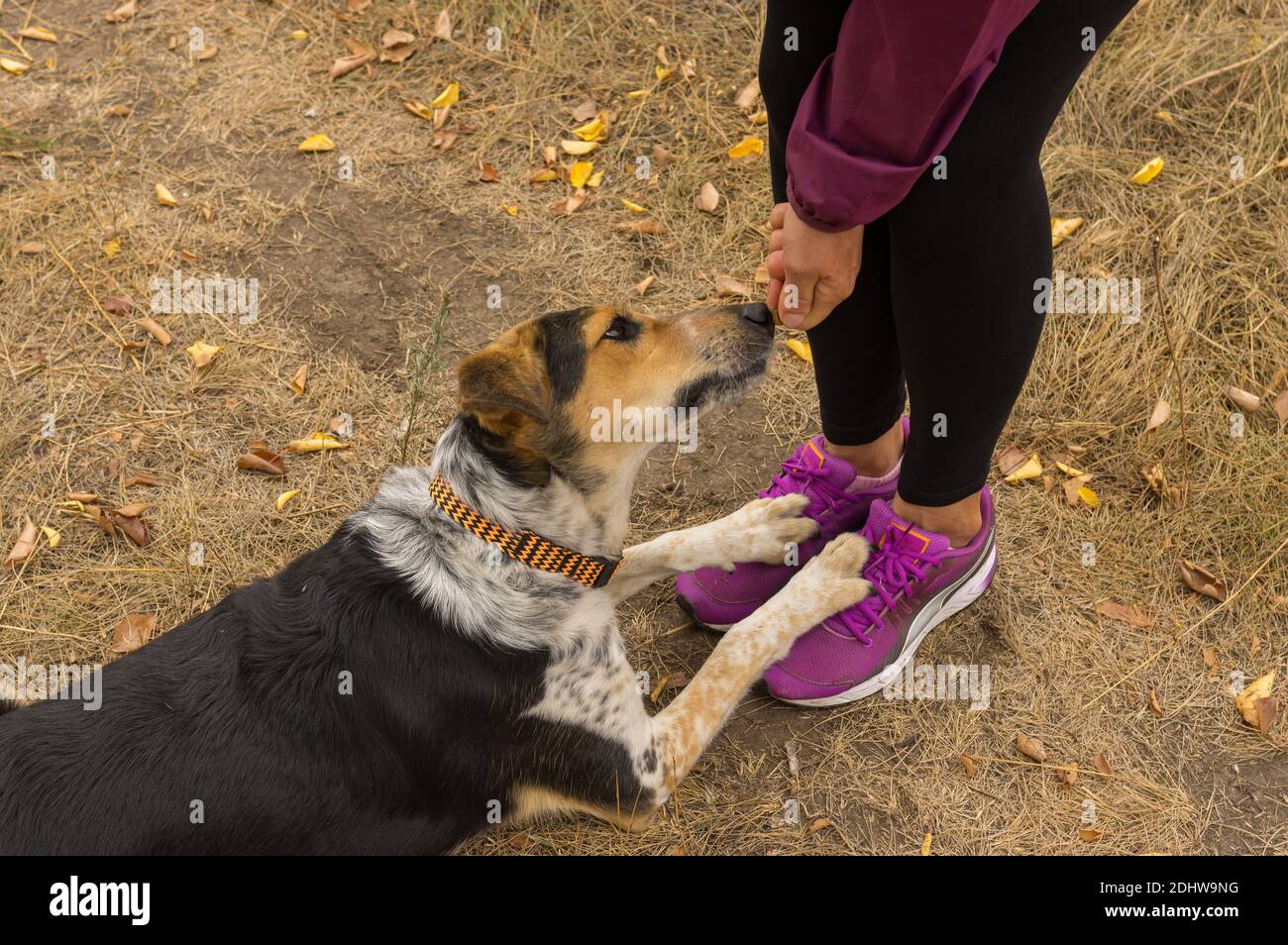 Menschliche Hand Fütterung Mischlingshündin beim Gehen im Herbst parken Stockfoto