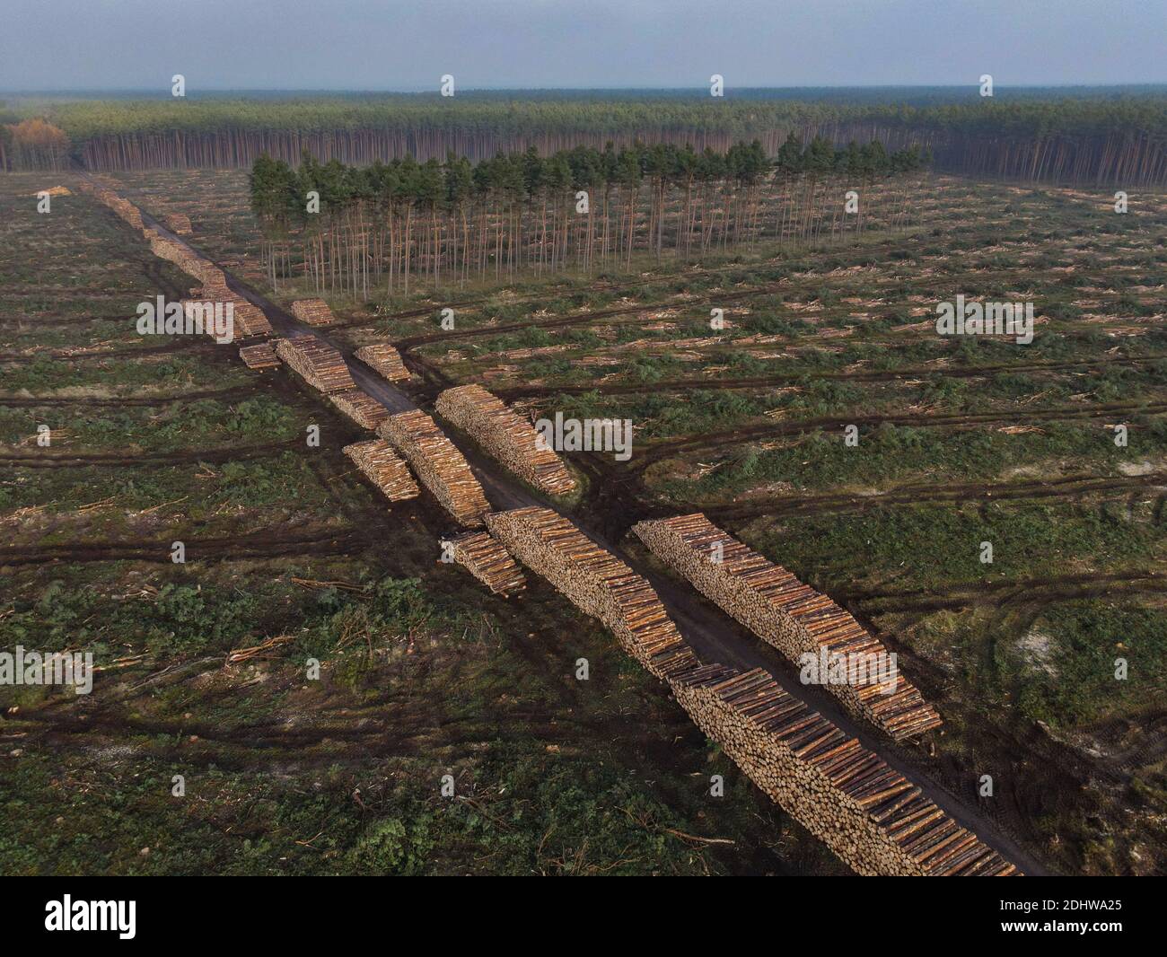 Grunheide, Deutschland. Dezember 2020. Auf der Baustelle Tesla Gigafactory wurde bereits ein weiteres Kiefernwaldgebiet geräumt (Luftaufnahme mit Drohne). Ab Juli 2021 sollen im Werk maximal 500,000 Fahrzeuge pro Jahr vom Fließband Rollen - und nach den Plänen des Automobilherstellers soll das Maximum so schnell wie möglich erreicht werden. Der US-amerikanische Elektroauto-Hersteller erwartet, dass sein geplantes erstes Werk in Europa bis zu 10,500 Mitarbeiter im Schichtbetrieb beschäftigt. Foto: Patrick Pleul/dpa-Zentralbild/dpa Stockfoto