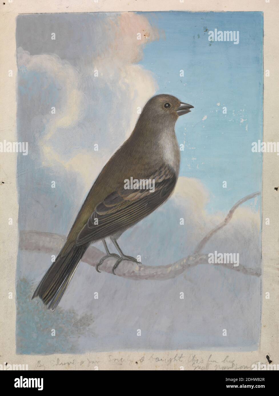 A Bird, James Sowerby, 1756–1822, britisch, undatiert, Gouache on Velin, Blatt: 9 1/4 × 6 7/8 Zoll (23.5 × 17.5 cm), Tierkunst, Vogel, Zweig, Finken Stockfoto