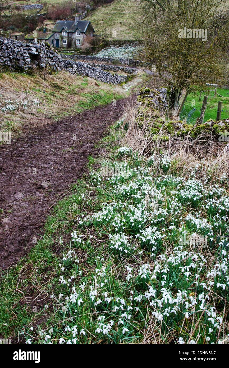 Grüne Gasse, die hinunter zum 'Snowdrop Cottage' in der Nähe von Milldale führt The Derbyshire Peak District Großbritannien Stockfoto
