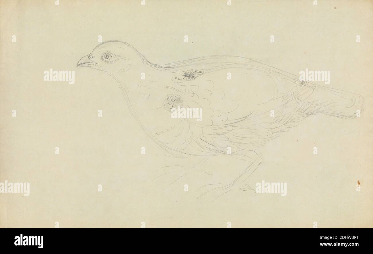 A Partridge?, James Sowerby, 1756–1822, britisch, undatiert, Graphit auf mäßig dickem, glattem, cremefarbenem Papier, Blatt: 13 × × cm (20.3 33 8 inches), Tierkunst, Vogel, Rebhuhn Stockfoto