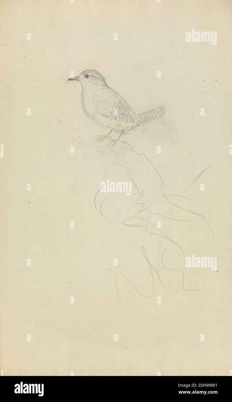 A Wren, James Sowerby, 1756–1822, britisch, undatiert, Graphit auf mittlerem, glattem, cremefarbenem Webepapier, Blatt: 13 × × cm (20.3 33 8 Zoll), Tierkunst, Vogel, Wrens Stockfoto