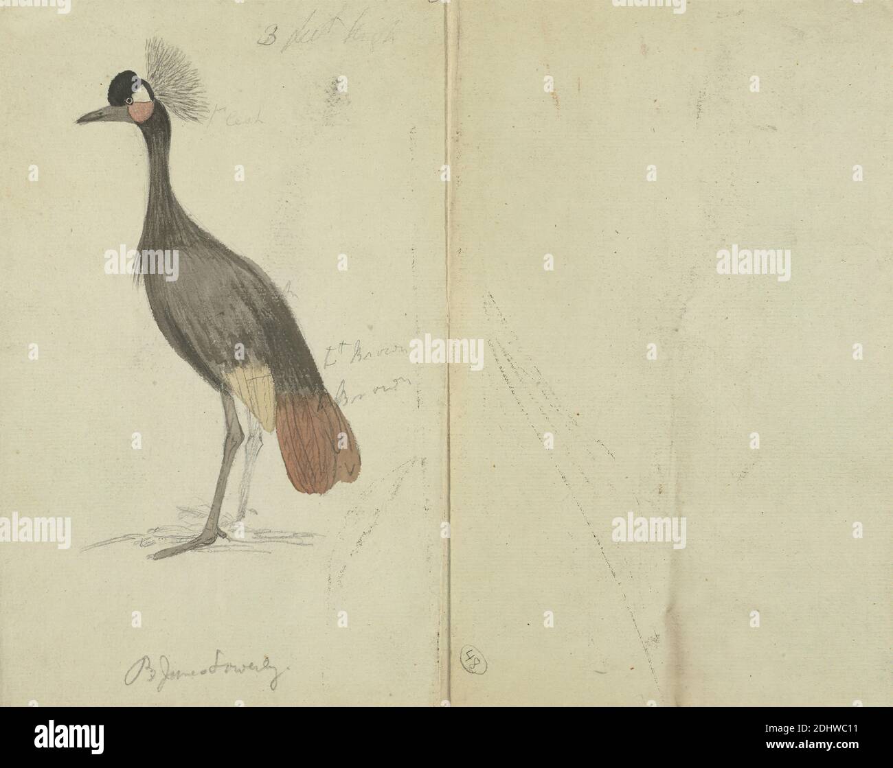 A Crane, James Sowerby, 1756–1822, britisch, undatiert, Aquarell über Graphit auf Medium, leicht strukturiert, cremefarbenes Papier, Blatt: 9 7/8 × 12 Zoll (25.1 × 30.5 cm), Tierkunst, Kran (Vogel Stockfoto