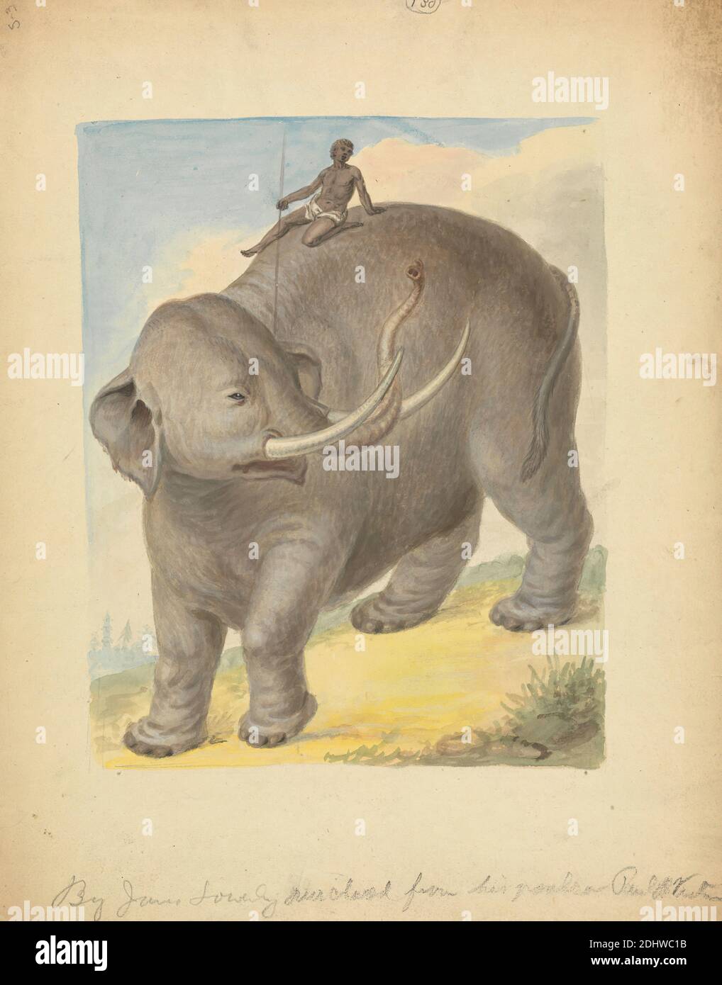 Elefant mit Reiter, James Sowerby, 1756–1822, britisch, undatiert, Aquarell, Gouache und Graphit auf mäßig dickem, mäßig strukturiertem, cremefarbenem Wove-Papier, Blatt: 11 3/4 × 9 1/2 Zoll (29.8 × 24.1 cm), Tierkunst, Elefanten (Tiere), Gras, Mensch Stockfoto