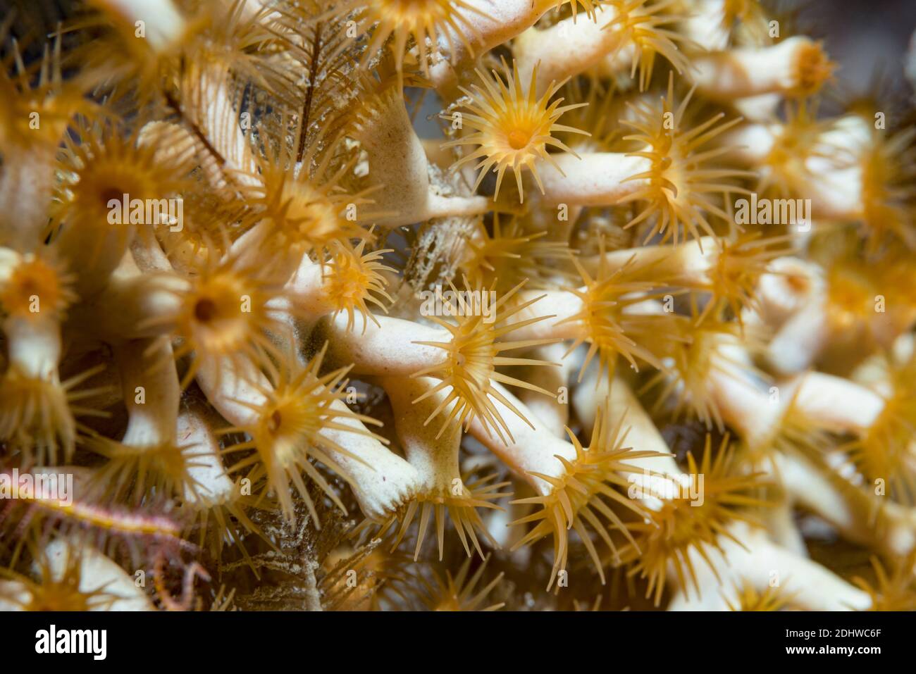 Cluster-Anemonen [Parazoanthus axinellae]. Triton Bay, Kaimana Regency, West Papua, Indonesien. Stockfoto