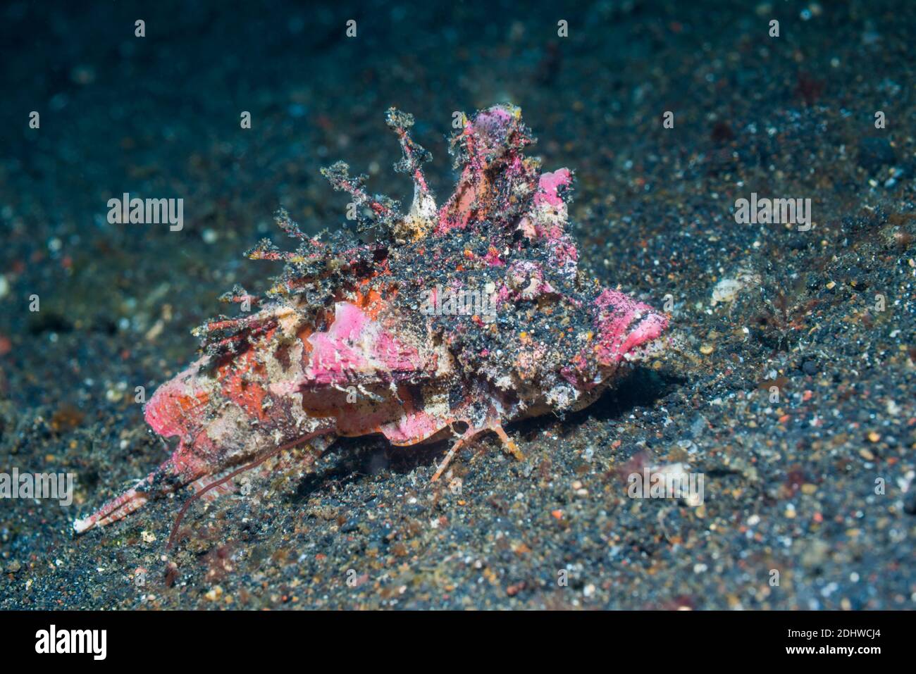 Devilfish oder Stinger [Inimicus didactylus]. Lembeh Strait, Nord Sulawesi, Indonesien. Stockfoto