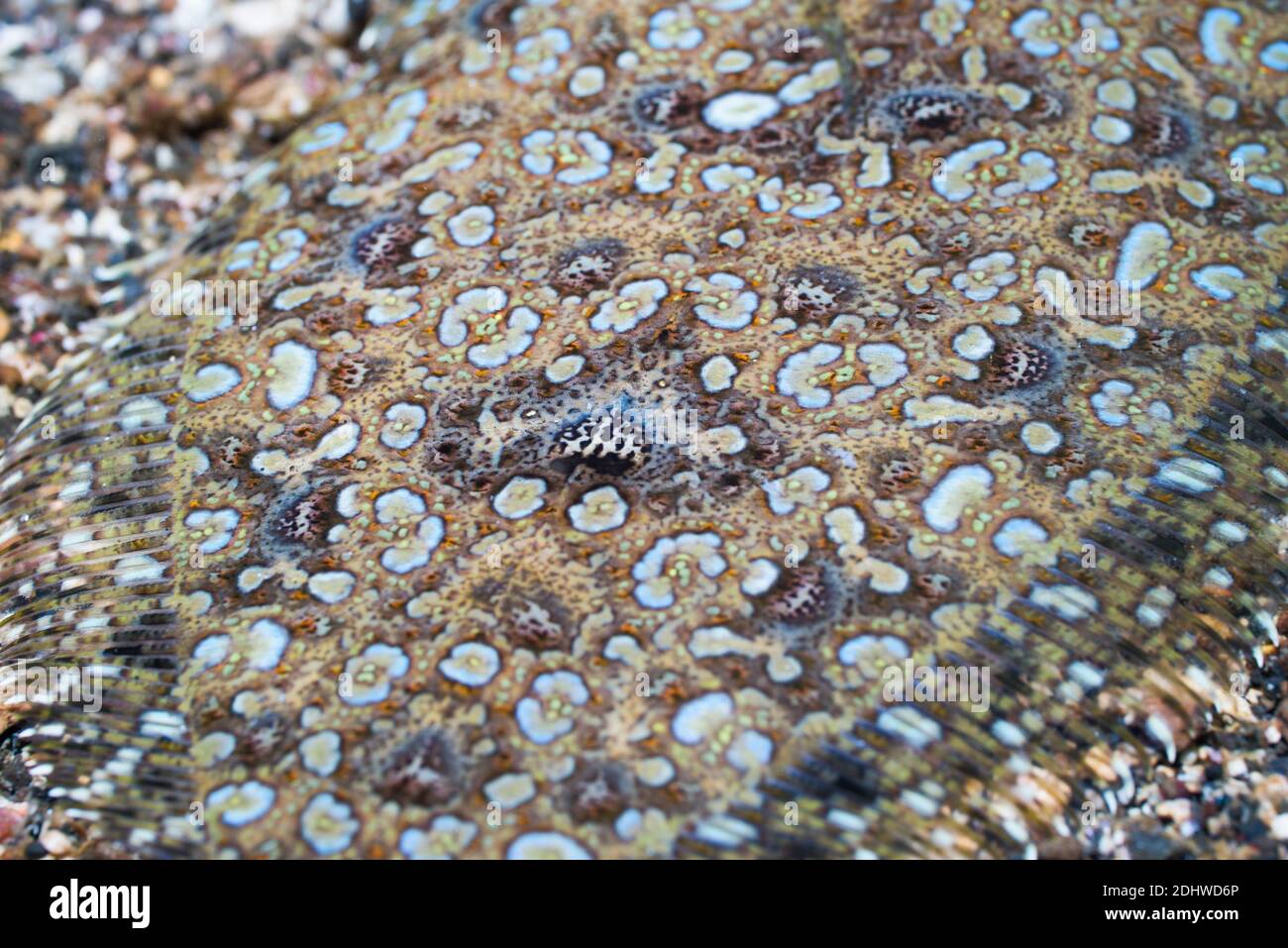 Bothus pantherinus Leopard Flunder []. Lembeh Strait, Nord Sulawesi, Indonesien. Stockfoto