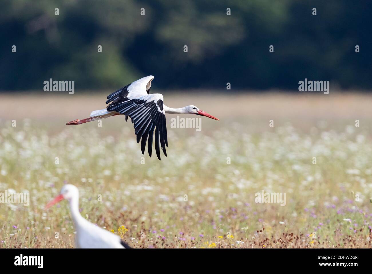 Weißstorch (Ciconia Ciconia) im Flug Stockfoto