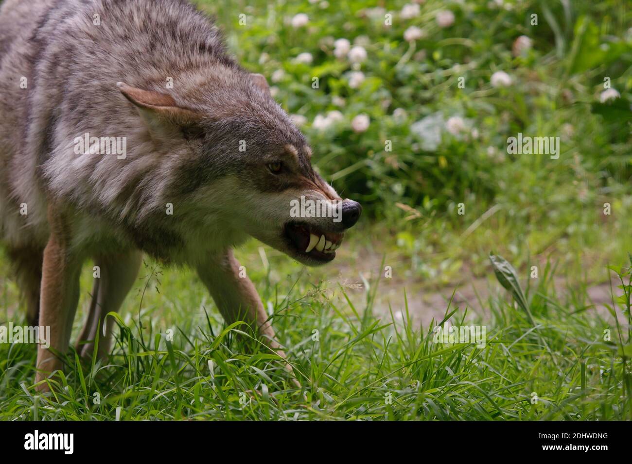 Wutender Wolf Stockfotos Und Bilder Kaufen Alamy