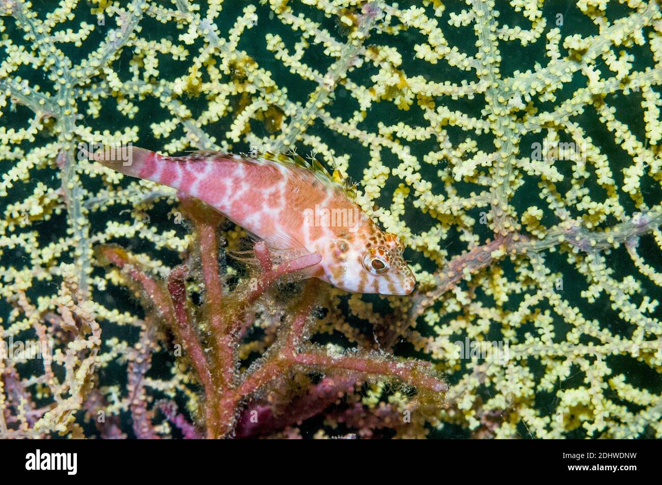 Threadfin fischfreundschaften [Cirrhitichthys aprinus] thront auf Korallen. West Papua, Indonesien. Stockfoto