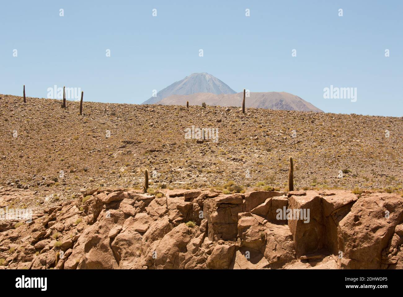 Alter Kardenkaktus (echinopsis atacamensis), der in großer Höhe über Socaire, Atacama Wüste, Chile wächst Stockfoto