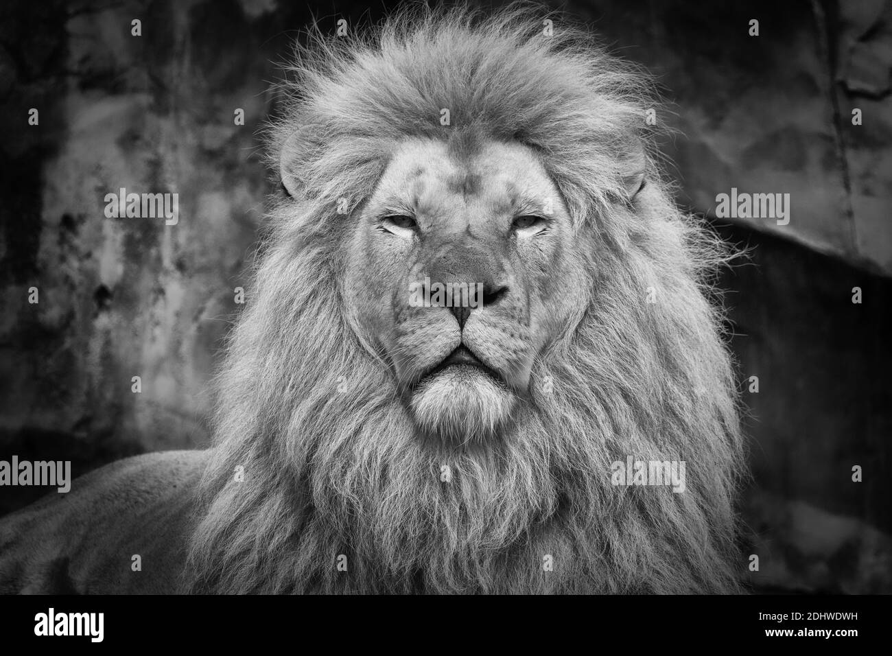 Ein schönes Foto von einem mächtigen Löwen in der Nähe von Umgehung fotografiert Stockfoto