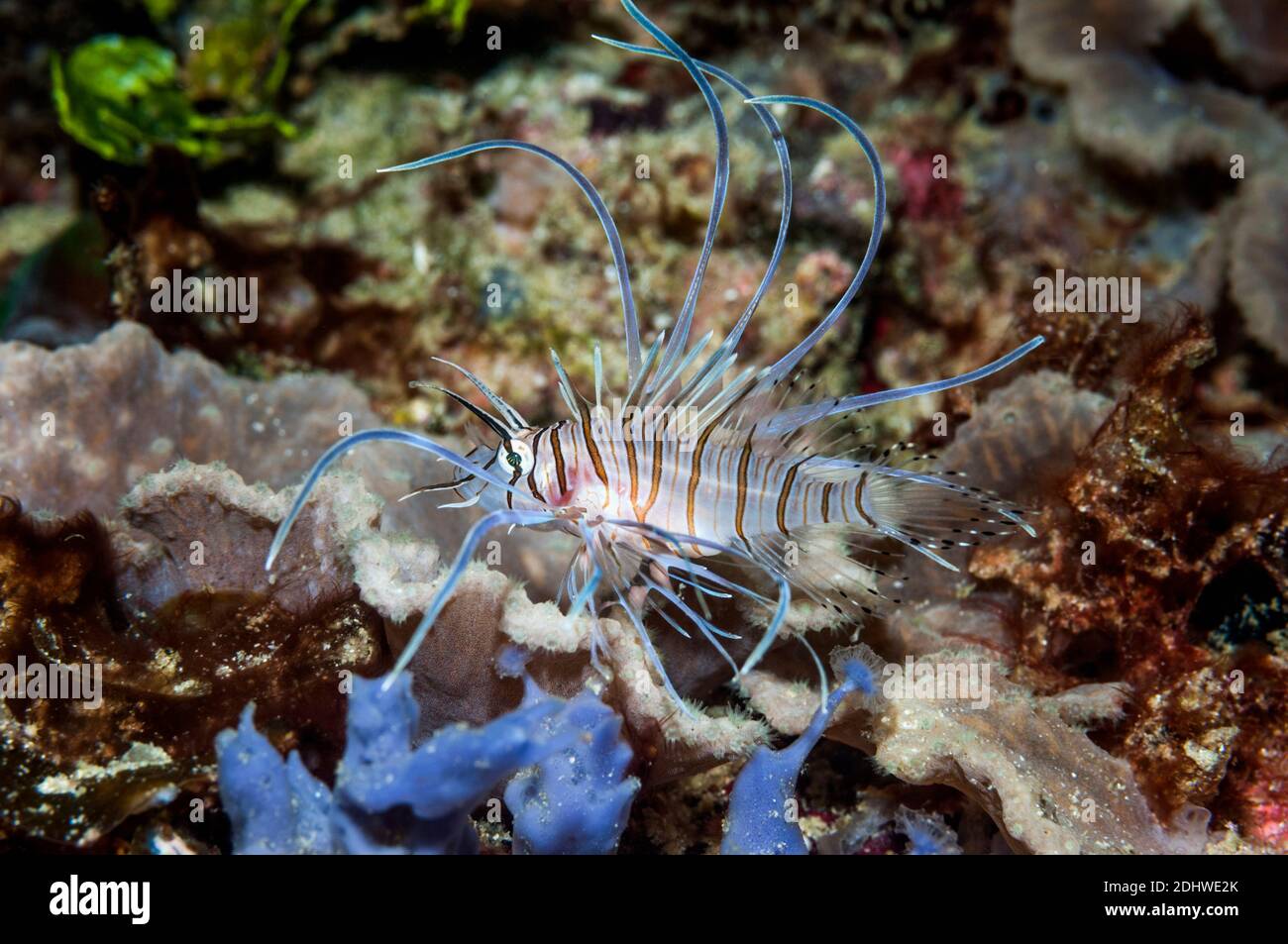 Jugendlicher Rotlionfisch [Pterois volitans]. Westpapua, Indonesien. Stockfoto