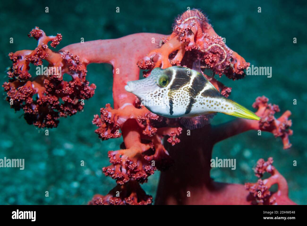 Mimic Lederjacke oder Blacksaddle Paraluteres prionurus Nachahmen []. Lembeh Strait, Nord Sulawesi, Indonesien. Stockfoto