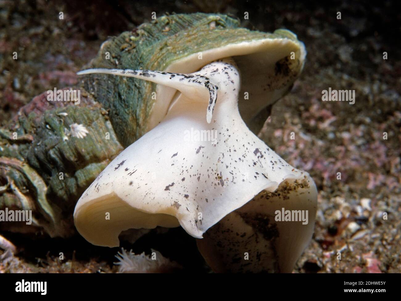 Gewöhnlicher Welch (Buccinum undatum) auf dem Meeresboden, Großbritannien. Stockfoto