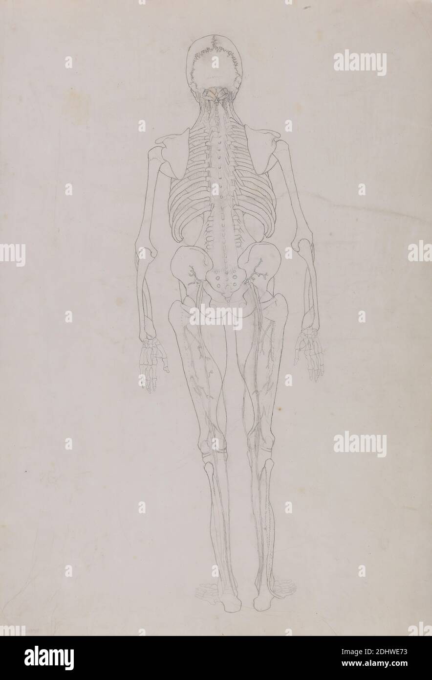 Menschliche Figur, posteriore Ansicht (Skizze für eine Schlüsselfigur, die das letzte Stadium der Dissektion zeigt), George Stubbs, 1724–1806, britisch, 1795 bis 1806, Graphit auf cremefarbenem, dünnem, glattem, gewobeltem Papier, Blatt: 20 x 13 7/8 Zoll (50.8 x 35.2 cm), anatomische Studie, Anatomie, Rücken, Figurenstudie, Mann, Skelett, Haut, Wirbelsäule Stockfoto
