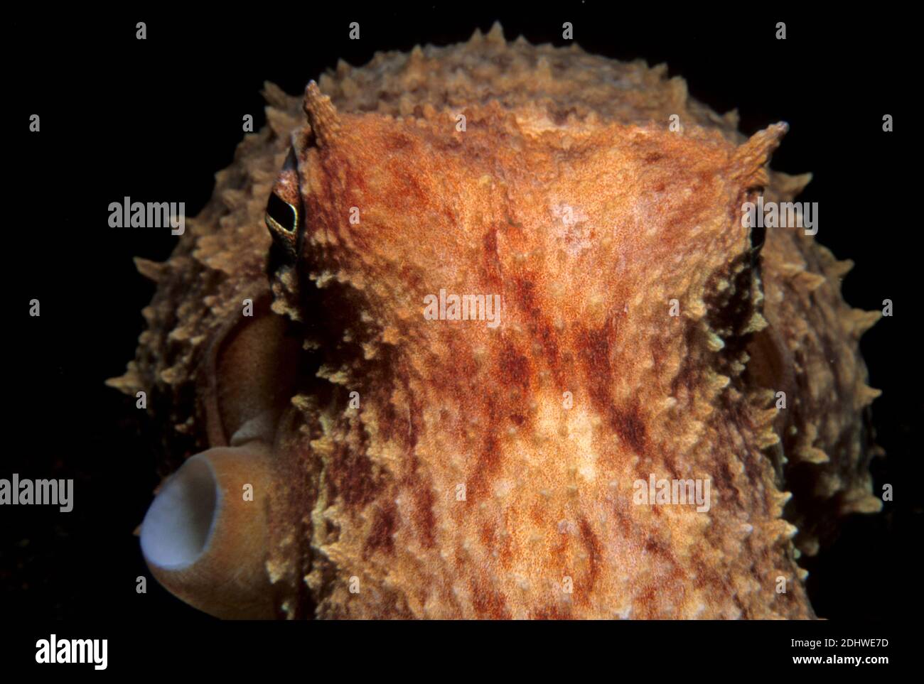 Curled Oktopus (Eledone cirrhosa) Unterwasser Nahaufnahme mit Augen, Kopf und Siphon, UK. Stockfoto