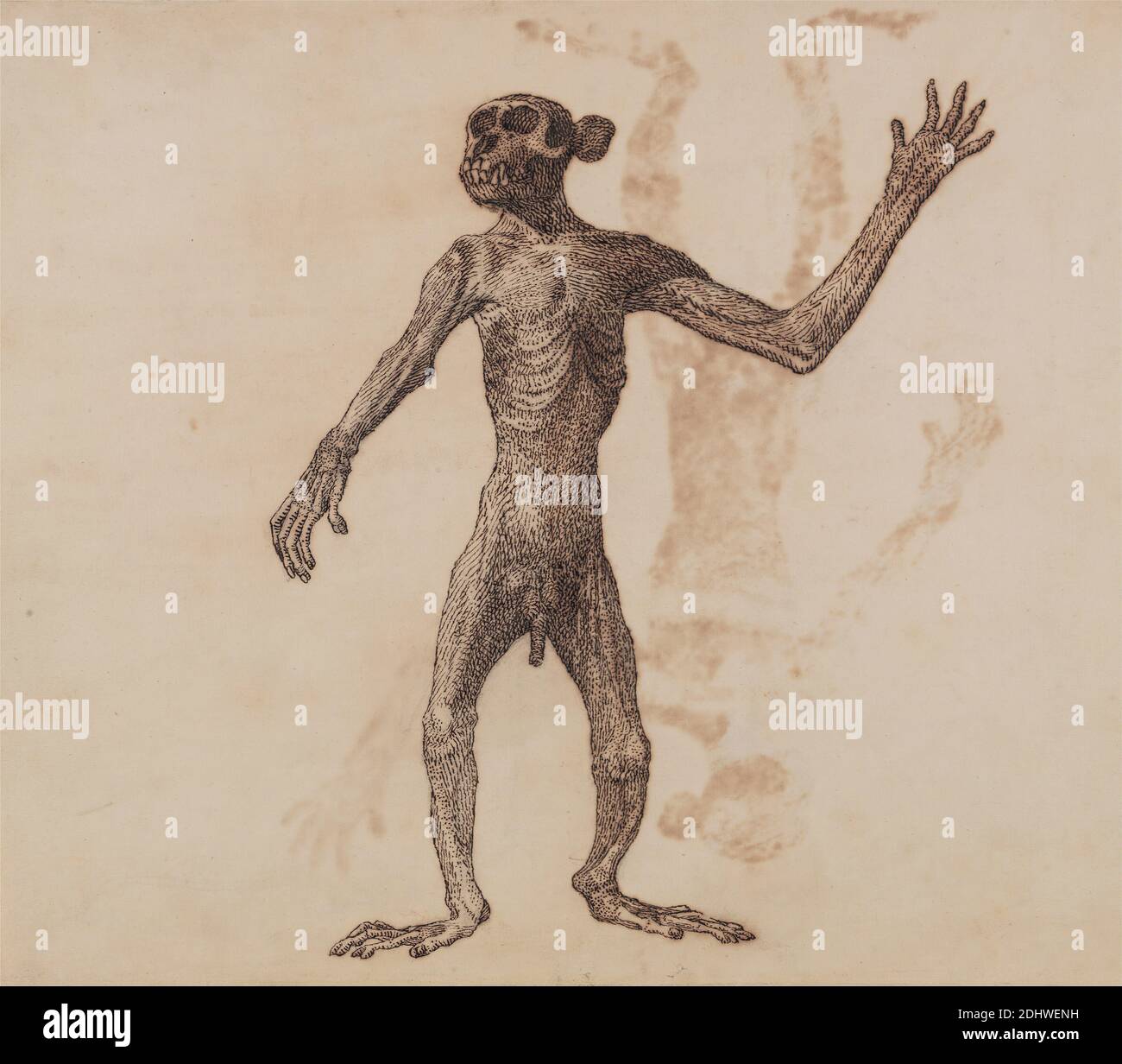 Monkey Standing, Anterior View, George Stubbs, 1724–1806, britisch, 1795 bis 1806, Kugelschreiber mit Eisengalltinte und Graphit; rückseitig: Tintenfleck auf dünnem, leicht strukturiertem, cremefarbenem, cremefarbenem, cremefarbenem, mittelstarkem, leicht strukturiertem Papier, Blattpapier: 11 1/8 x 13 1/4 Zoll (28.3 x 33.7 cm) und Halterung: 11 1/4 x 13 1/4 Zoll (28.6 x 33.7 cm), anatomische Studie, Anatomie, Figurenstudie, Vorderseite, stehend, Studie (visuelle Arbeit Stockfoto