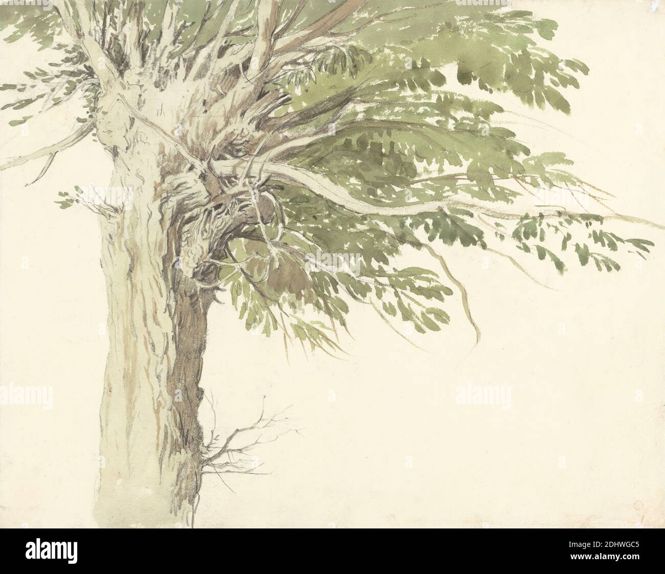 Studie eines Polloded Tree - A Willow, Edward Duncan, 1803–1882, britisch, undatiert, Aquarell und Graphit auf mittlerem, leicht strukturiertem, cremefarbenem Gewebspapier, Blatt: 8 7/8 x 11 1/8 Zoll (22.5 x 28.3 cm), Landschaft, Baum, Weide Stockfoto
