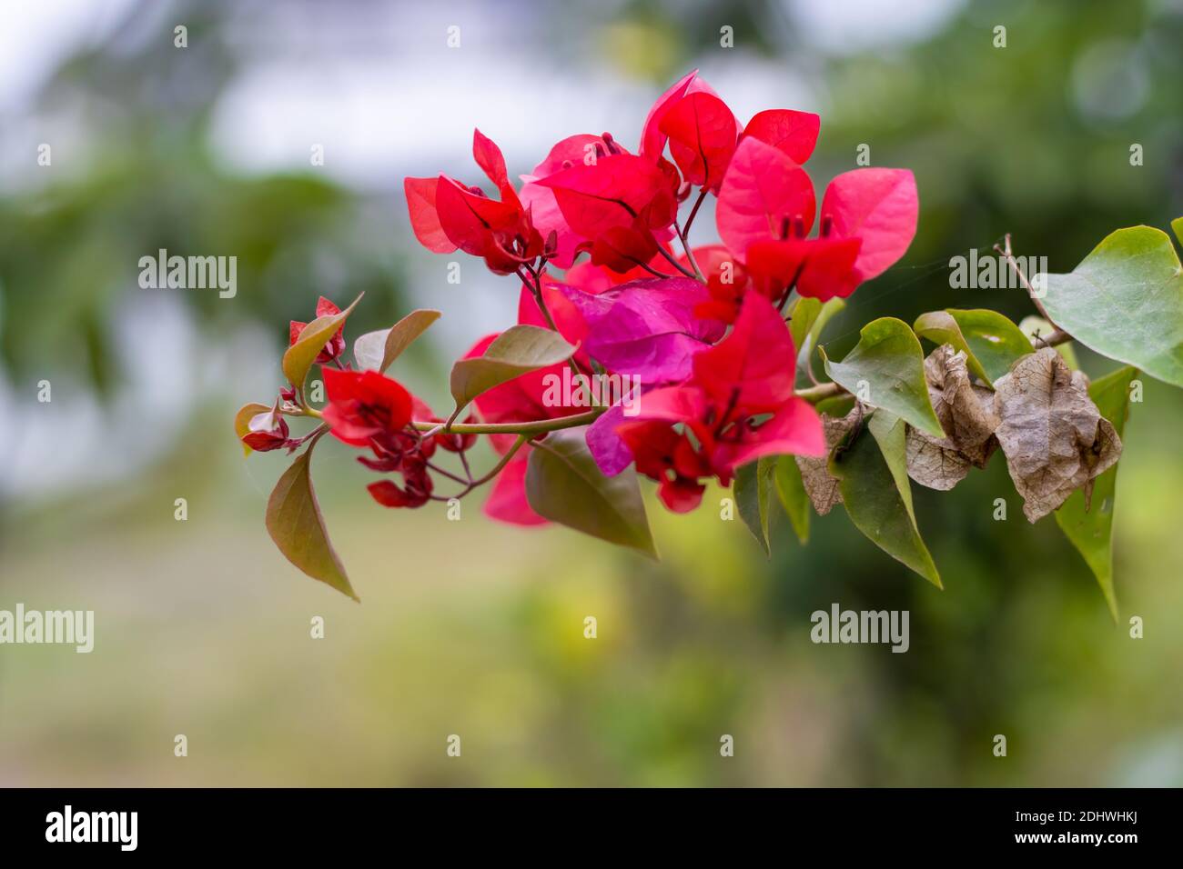 Schöne dekorative rosa oder rötliche Farbe Bougainvillea mit grünen und Trockene Blätter Nahaufnahme im grün verschwommenen Hintergrund Stockfoto