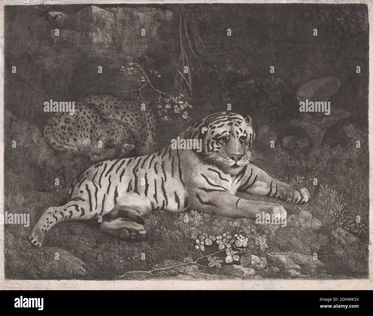 Ein Tiger und ein schlafender Leopard, Druck von George Stubbs, 1724–1806, britisch, nach George Stubbs, 1724–1806, britisch, 1788, Weiche Radierung mit Roulette auf mittlerem, leicht strukturiertem, cremefarbenem Wove-Papier, Blatt: 3/4 x 12 1/2 cm (9 24.8 x 31.8 Zoll) und Bild: 9 1/8 x 12 1/8in. (23.2 x 30,8cm), Tierkunst, Äste, Efeu, Pflanzen, Felsen (Landformen), Schlafen, Tiger Stockfoto