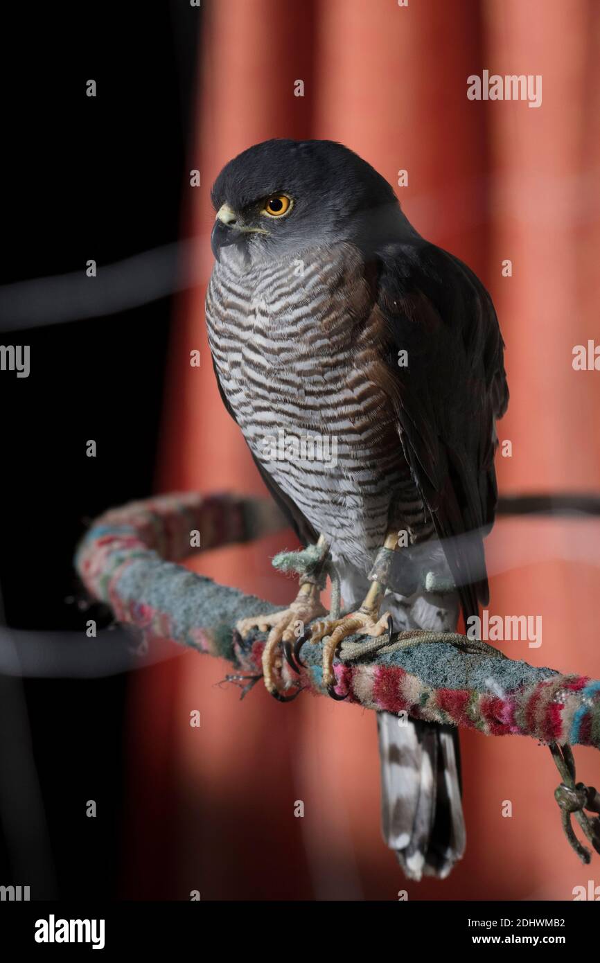 Ein gefangener kleiner Sparrowhawk (Accipiter minullus) mit Falknerinnen, der auf einem Barsch sitzt. Kenia, Afrika. Kurzschluß. Kleiner Greifvogel. Stockfoto