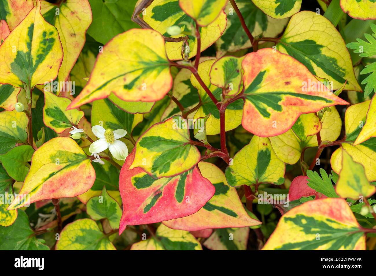 Pianta variegata Fotos und Bildmaterial in hoher Auflösung Alamy