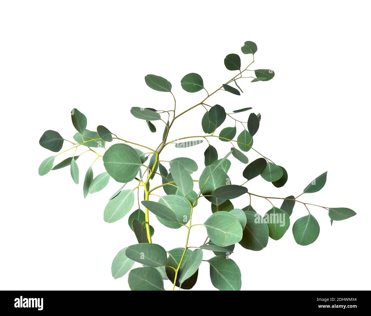 Eucaliptys Zweig mit silbergrünen Blättern auf weißem Hintergrund aus nächster Nähe. Flach liegend, Draufsicht. Medizinische, aromatische Pflanzen und zartes Grün zur Dekoration Stockfoto
