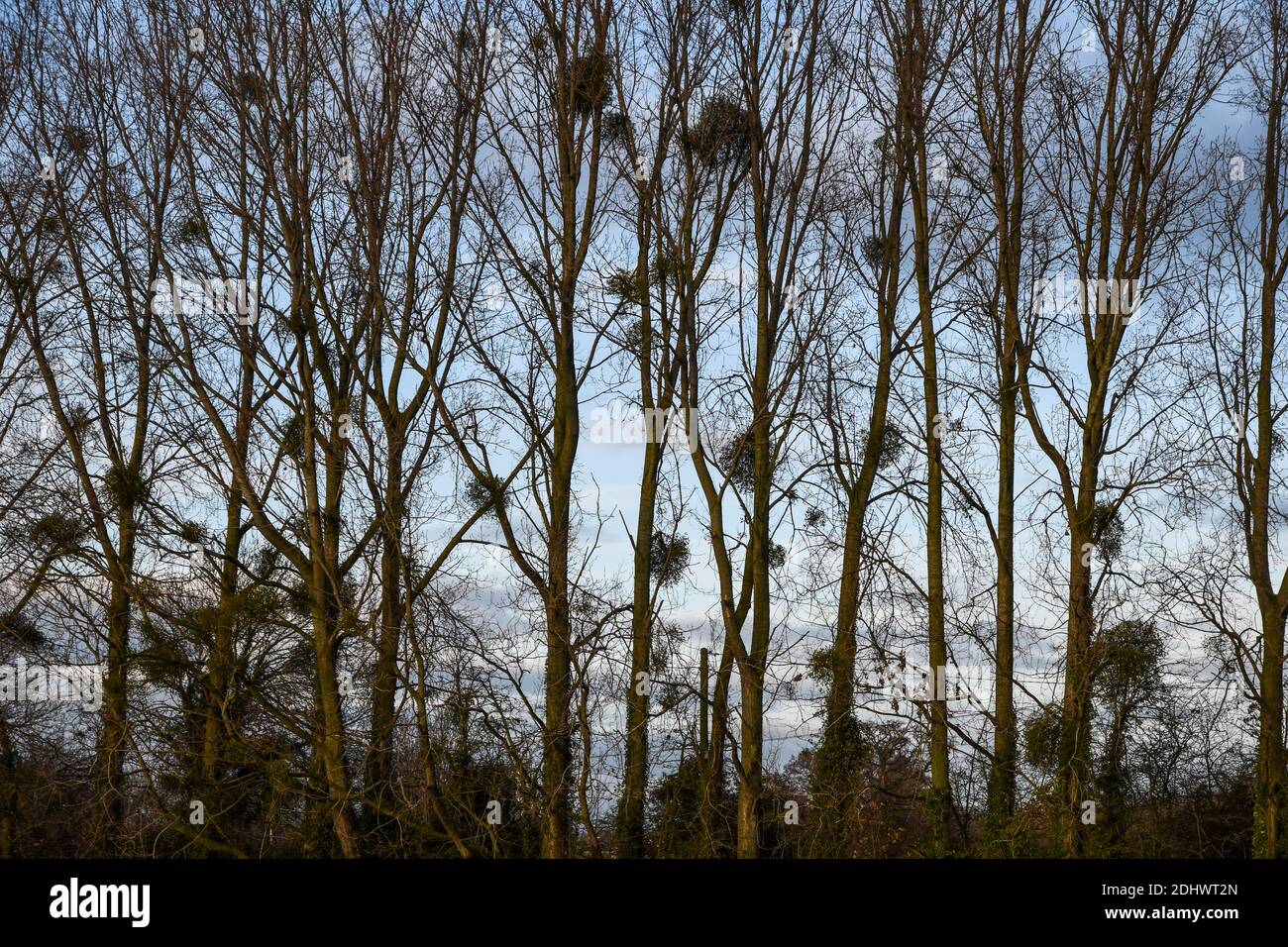 Winterbäume in Silhouette mit Mistletoe, Gloucestershire, Großbritannien Stockfoto