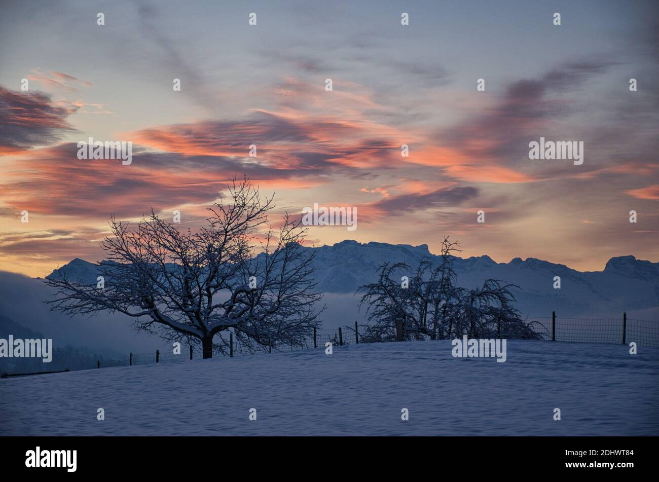 Magischer Wintermorgen mit Blick auf einen schneebedeckten Baum und die Berge über dem Nebel, Nebel, Foto in Zürich Oberland Hinwil Schweiz Stockfoto