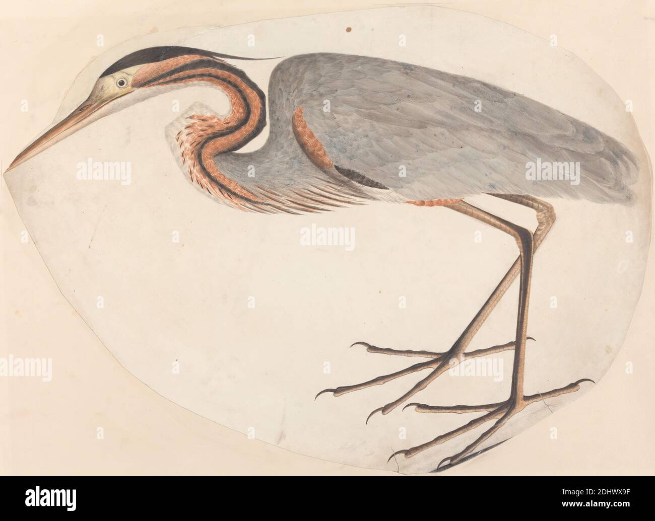 Der Purpurreiher, unbekannter Künstler, Undatiert, Aquarell, mit Stift, in brauner Tinte, grauer Tinte, Gouache und Graphit, auf Medium, mäßig strukturiert, creme, webtes Papier, aufgesetzt, sehr dick, mäßig strukturiert, creme, Karton, Halterung: 20 11/16 × 26 9/16 Zoll (52.5 × 67.5 cm) und Blatt: 18 1/4 × 25 1/8 Zoll (46.4 × 63.8 cm), Tierkunst, Vögel, Reiher, Vogelkunde, Purpur, Wissenschaft, Taxonomie (Disziplin Stockfoto