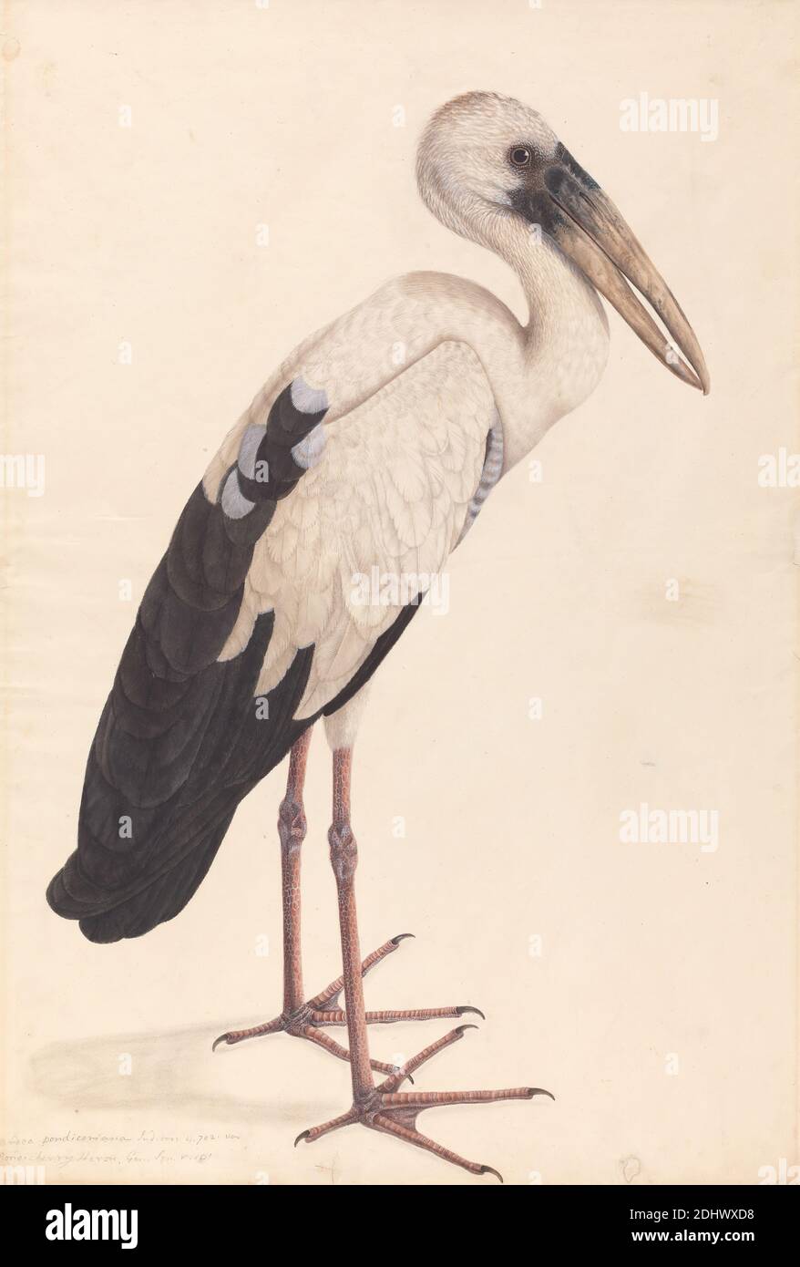 Ein asiatischer Openbill Storch (Anastomus oscitans), unbekannter Künstler, Undatiert, Aquarell, Feder und schwarze Tinte, graue Tinte, Gouache und Graphit auf mäßig dickem, leicht strukturiertem, cremefarbenem Webpapier, Blatt: 25 7/16 × 17 5/16 Zoll (64.6 × 44 cm), Tierkunst, Vögel, Ornithologie, Wissenschaft, Storch, Taxonomie (Disziplin Stockfoto