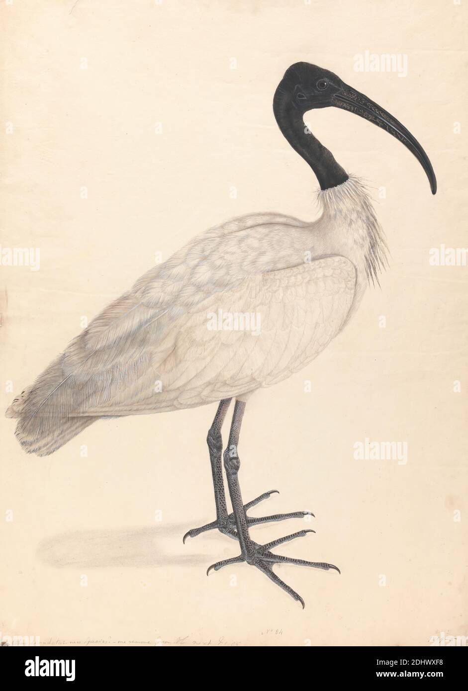 Ein schwarzer und weißer indischer Vogel, (einer von einem Paar), unbekannter Künstler, Undatiert, Aquarell, mit Stift, in brauner Tinte, Gouache, und Graphit auf Medium, mäßig strukturiert, Creme, Wove Papier, Blatt: 24 7/8 × 18 1/8 Zoll (63.2 × 46 cm), Tierkunst, Vögel, Ornithologie, Wissenschaft, Taxonomie (Disziplin Stockfoto