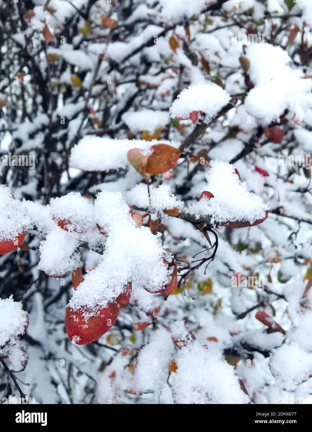 Rote Blätter auf einem Baum mit frisch gefallener Schnee bedeckt An einem Wintermorgen Stockfoto